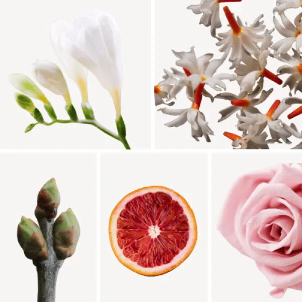 Duftnoten: Freesie, Jasmin, Blutorange, Rose, Johanisbeerknospe Duftnoten: Freesie, Jasmin, Blutorange, Rose, Johanisbeerknospe